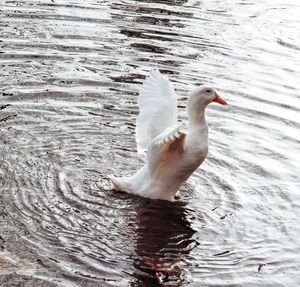 Close-up of swan swimming in lake