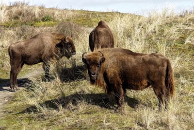 Wisent in a field