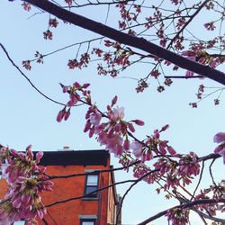 Low angle view of pink flowers blooming on tree