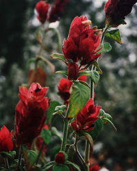 Close-up of red flowers blooming outdoors