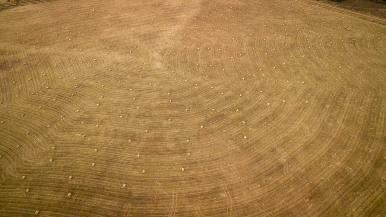 FULL FRAME SHOT OF WOOD WITH TREE