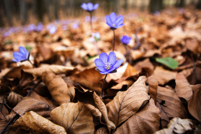 Close-up of purple flowering plant