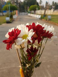 Close-up of red flowers blooming outdoors