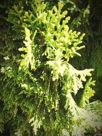 Plant growing on a tree