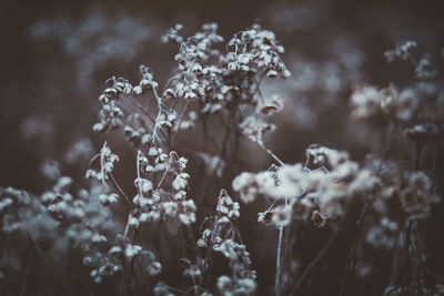 Close-up of flowers against blurred background