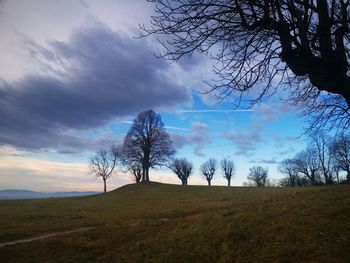 Trees on field against sky