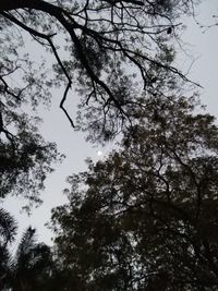 Low angle view of silhouette trees against sky