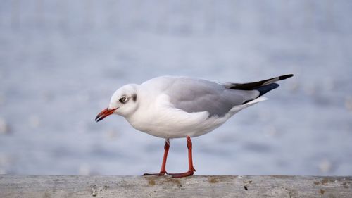 Close-up of seagull perching on wall