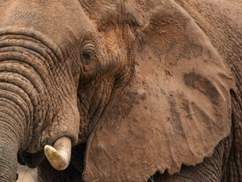 A close up shot of an african elephant - loxodonta africana, at samburu national reserve, kenya