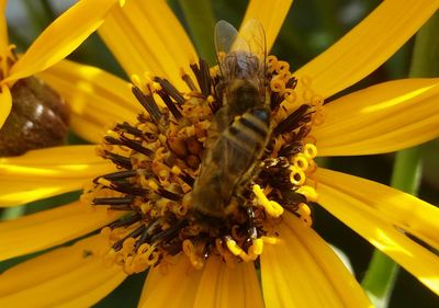 Close-up of insect on yellow flower