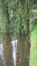 Reflection of trees in water