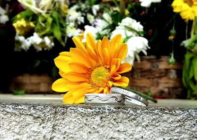 Close-up of yellow flower