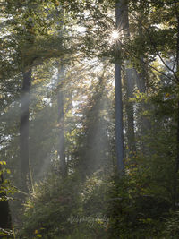 Sunlight streaming through trees in forest