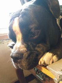 Close-up of a dog looking away