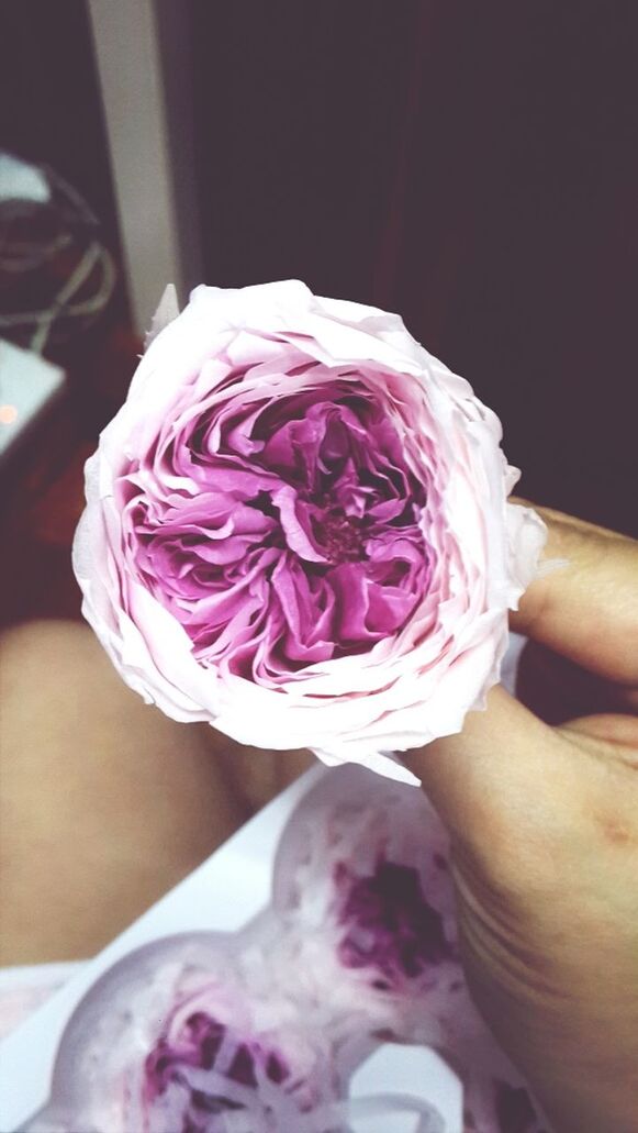 indoors, person, lifestyles, holding, part of, leisure activity, cropped, men, pink color, unrecognizable person, close-up, midsection, low section, flower, sitting