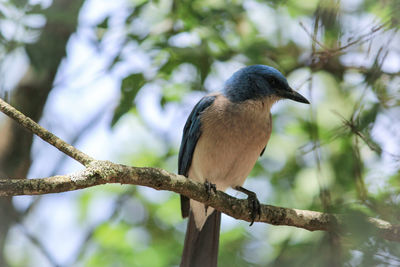 Close-up of bird perching on a tree