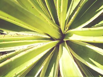 Close-up of plant