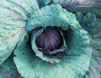 Full frame shot of cabbage