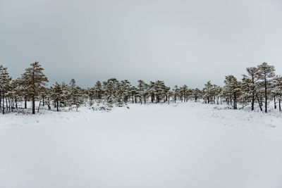 Trees on snow covered landscape against clear sky