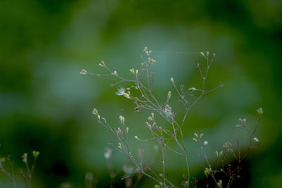 Close-up of flowering plant on field