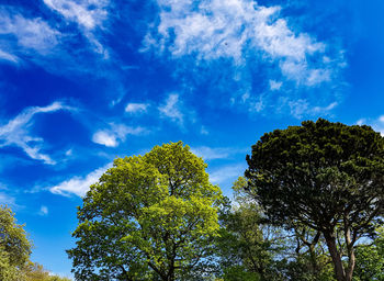 Low angle view of trees against blue sky