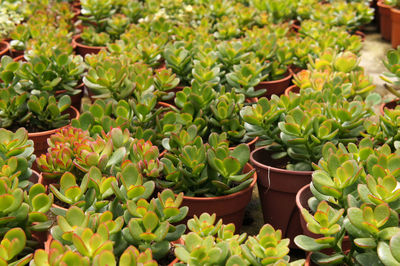 Close-up of succulent plants in pot