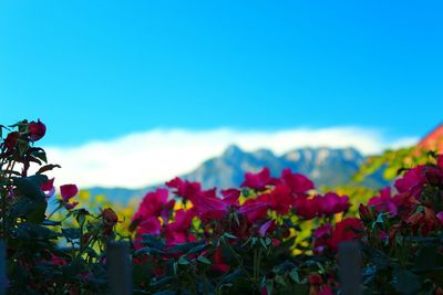 Close-up of bougainvillea blooming on field against blue sky