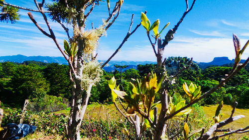 Close-up of flowering plants against sky