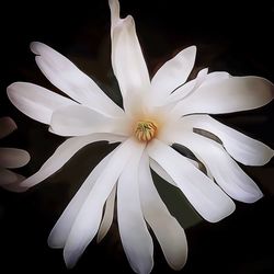 Close-up of white flower