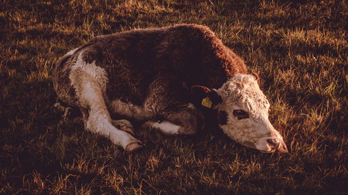 Close-up of sheep on field