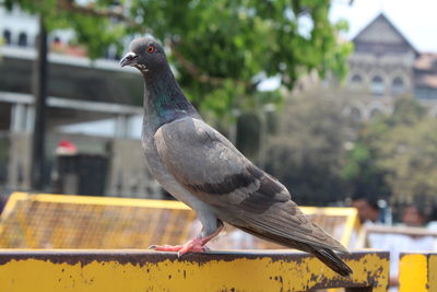 Close-up of pigeon perching on railing