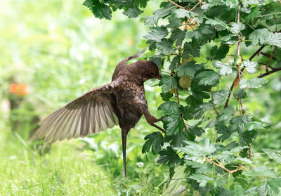 Bird flying in a sunlight