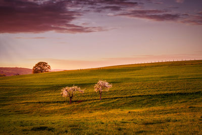 Scenic view of field against sky during sunset