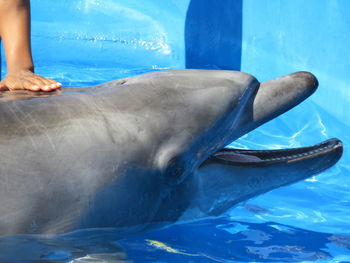 Man swimming in sea at aquarium