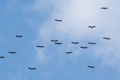 Low angle view of birds flying in sky