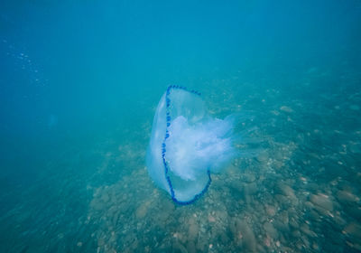 Fish swimming in sea