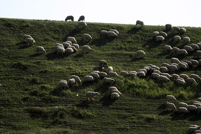 Sheep breeding and nomadic shepherds in the carpathians in romania