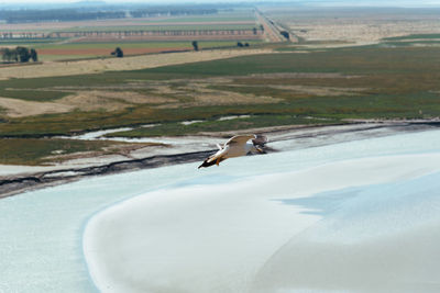 Seagulls flying on the bay of mont saint michel