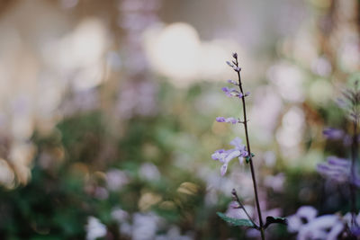 Close-up of purple flowering plants