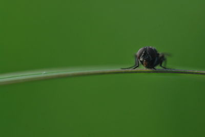 Close-up of insect on leaf