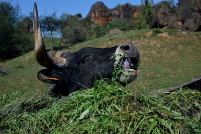 Horned cow eating grass