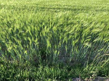 Full frame shot of crops on field