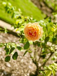 Close-up of rose blooming outdoors