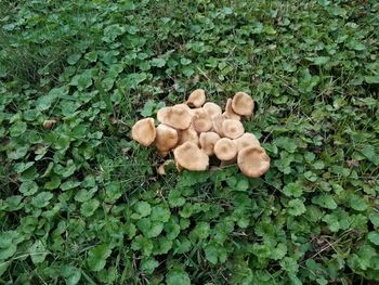 High angle view of mushrooms growing on plant