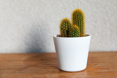 Close-up of potted plant on table