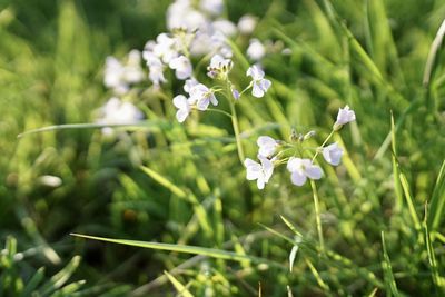 Close-up of white flowering plants