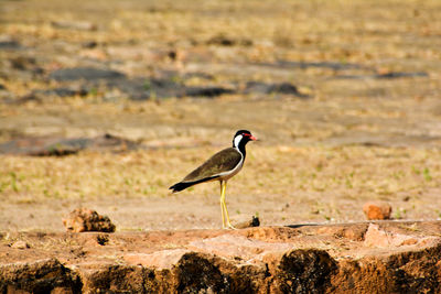 Bird perching on ground