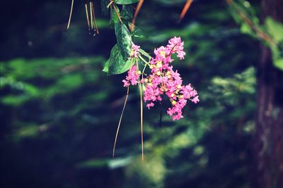 Close-up of pink flowers