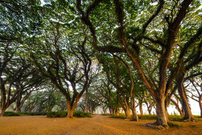 Trees in forest