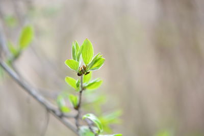 Close-up of small plant